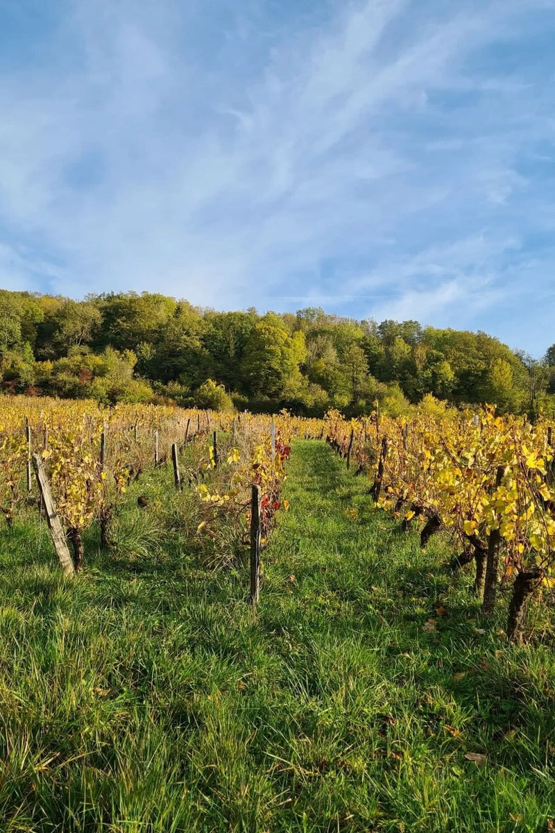 orange was the color of her dress wine Orange Was The Color Of Her Dress - Domaine Hughes-Beguet