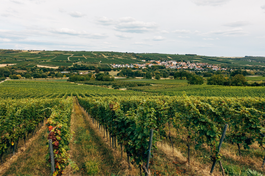 Organic Wine