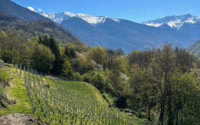 Jura Wines