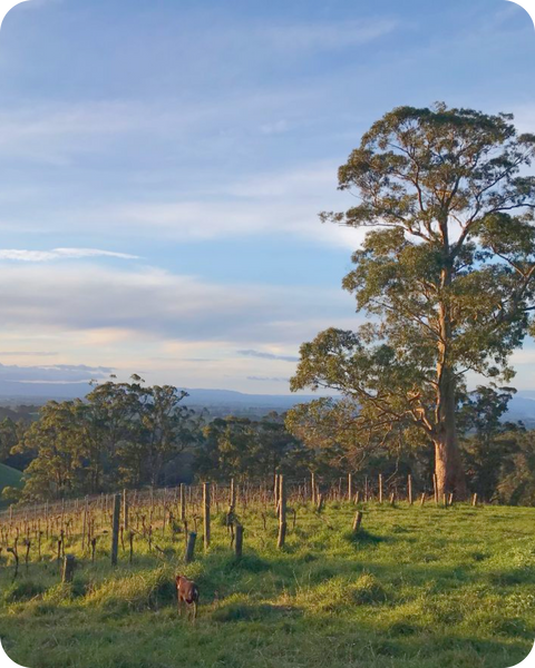 Gippsland