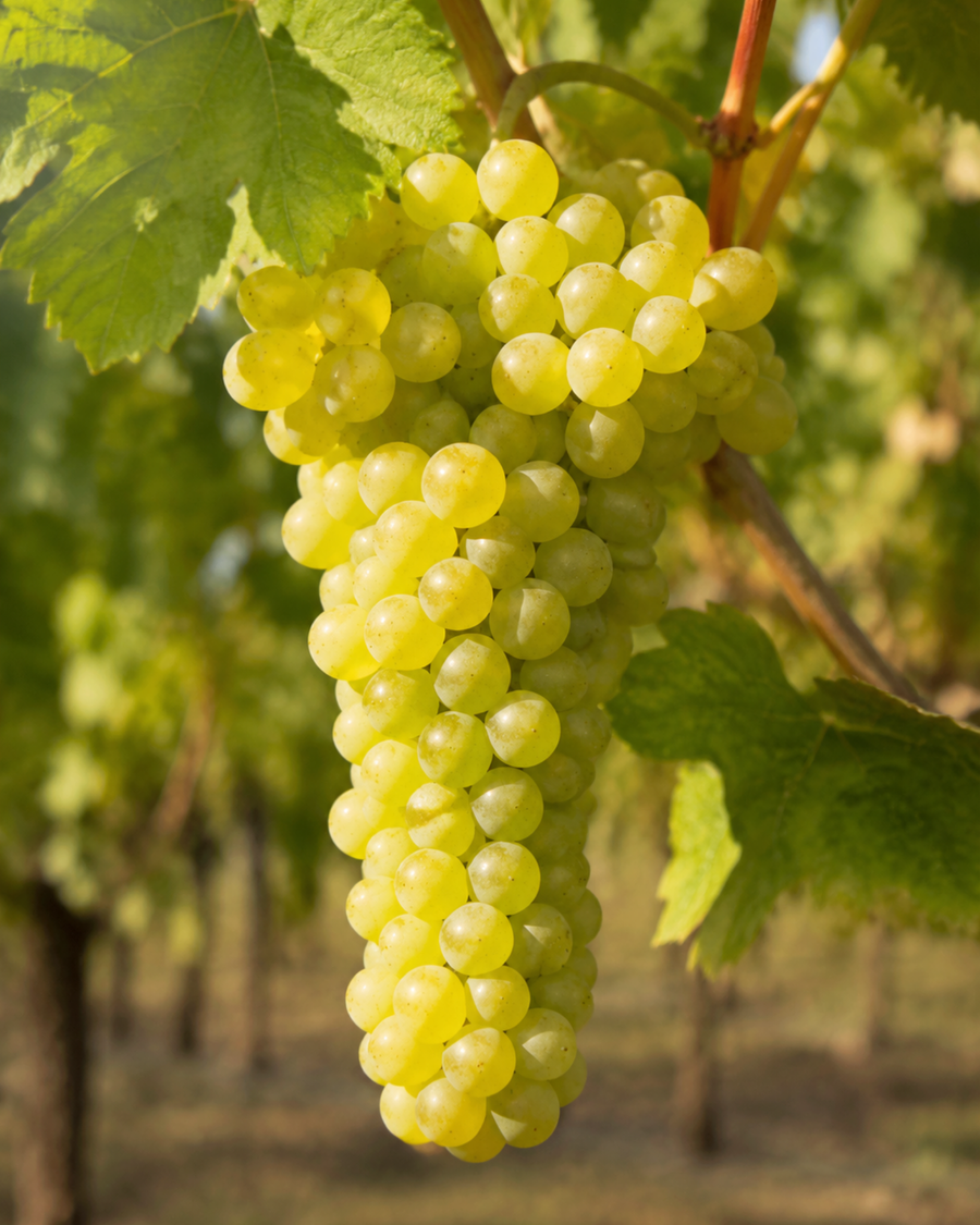 Muscat