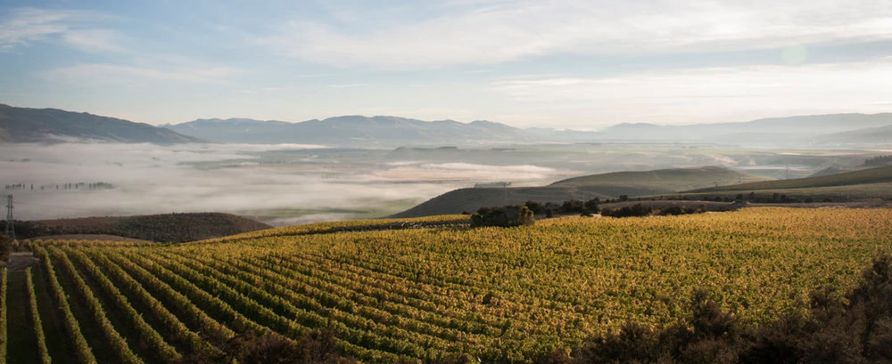 New Zealand Wines