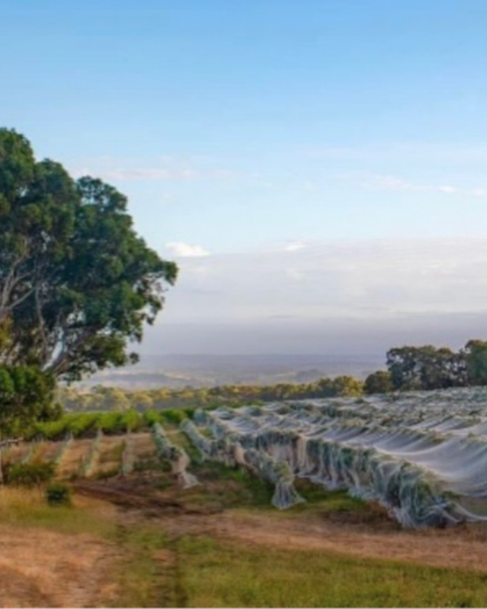 Orbis Wines
