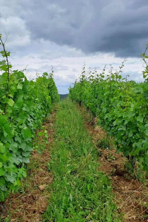 2024 l'Octavin 'Betty Bulles' Rouge Pét-Nat
