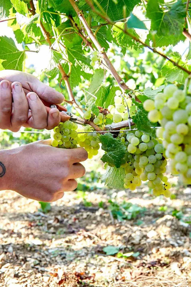 2023 Samuel Billaud Chablis