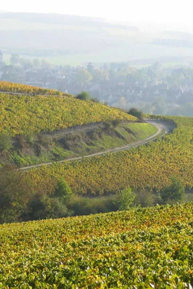 2023 Samuel Billaud Chablis