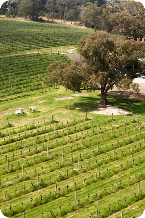 2025 Dhillon Grenache