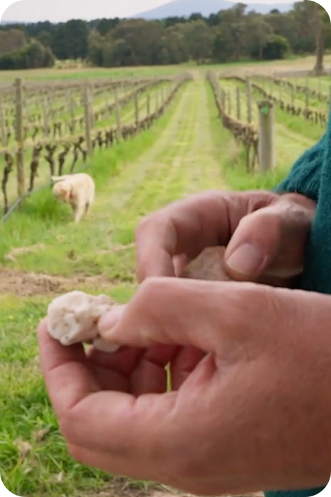 2025 Dhillon Grenache