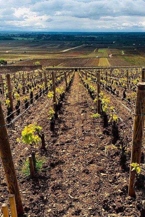 2023 Domaine Bitouzet-Prieur Bourgogne Rouge