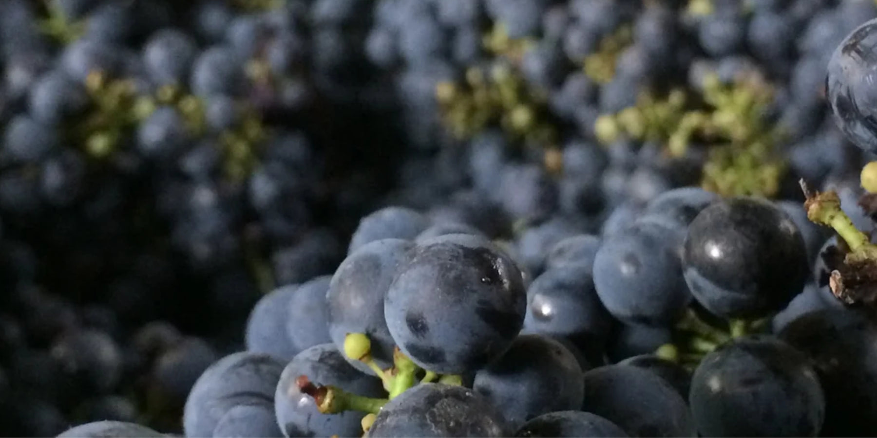 Blood Moon Wines