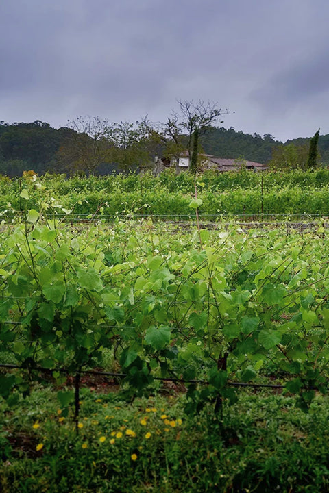 2022 Bodegas Pentecostés Rías Baixas Albariño