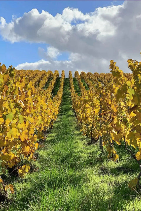 2019 Girard-Bonnet Les Mussettes Grand Cru 750ml