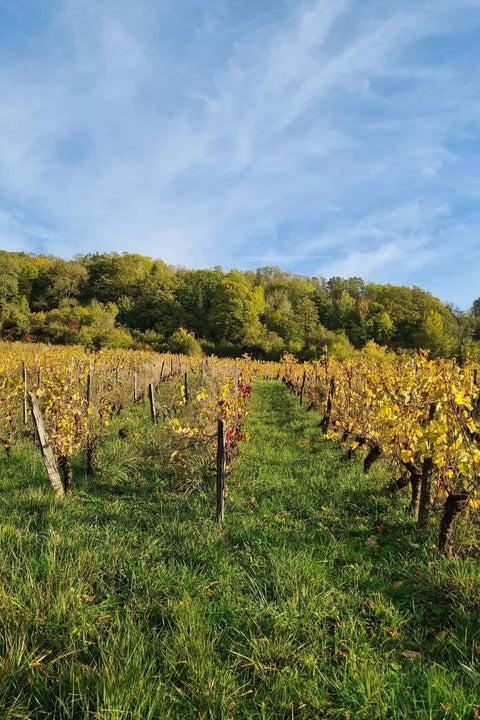 2023 Hughes Béguet 'Orange Was the Color of Her Dress' Savagnin