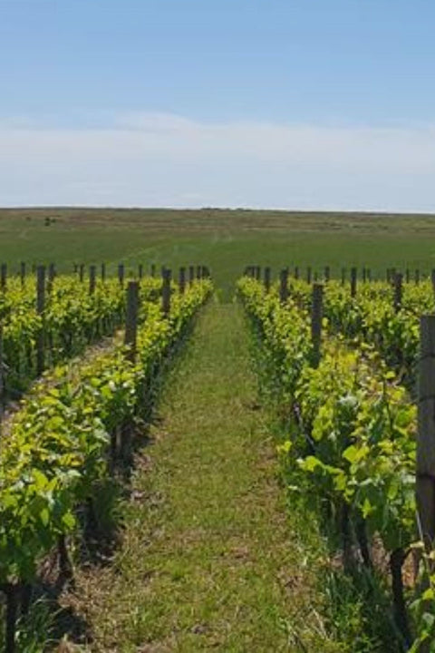 2024 G.C Chardonnay