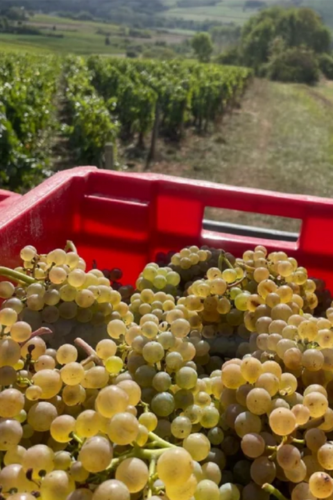 2023 Domaine de Cassiopée 'Les Côtés' Hautes Cote de Beaune Bourgogne Blanc