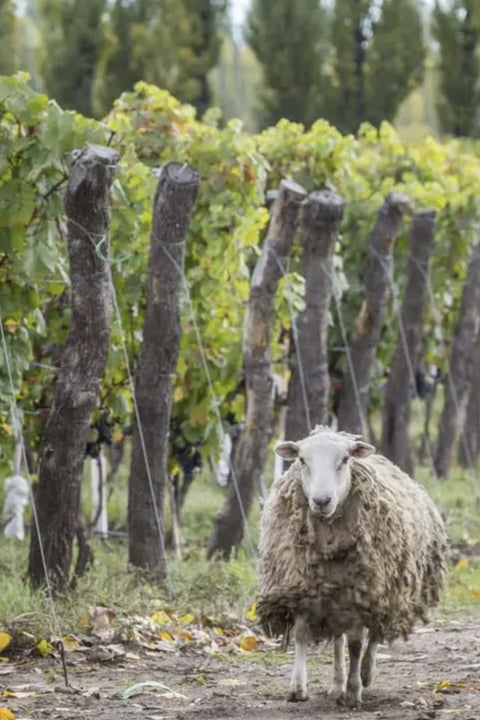 2023 Bodega Catena Zapata Malbec
