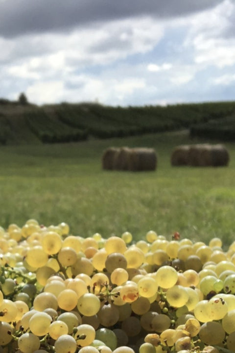 2023 Champ Divin 'Soleil Blanc' Savagnin