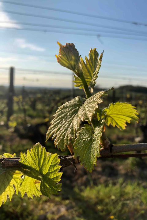 2023 Champ Divin 'Soleil Blanc' Savagnin