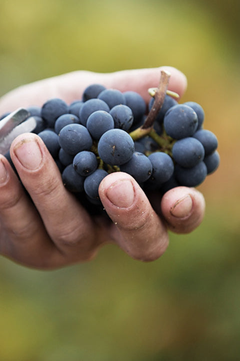 2023 Yvon Clerget 'Les Brouillards' Volnay 1er Cru