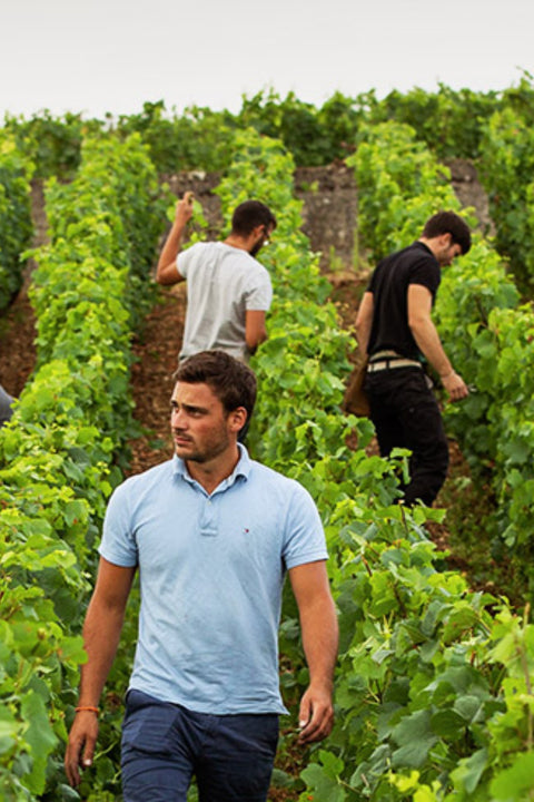 2023 Yvon Clerget 'Les Brouillards' Volnay 1er Cru