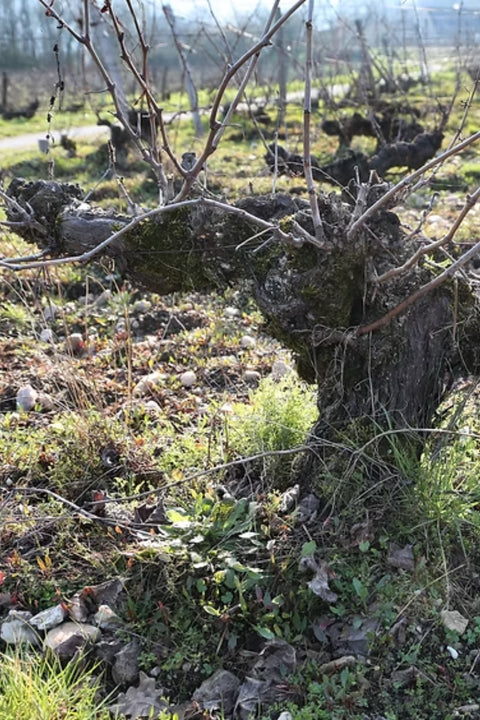2022 Clos de Gamot 'Le Gamotin' Cahors Malbec