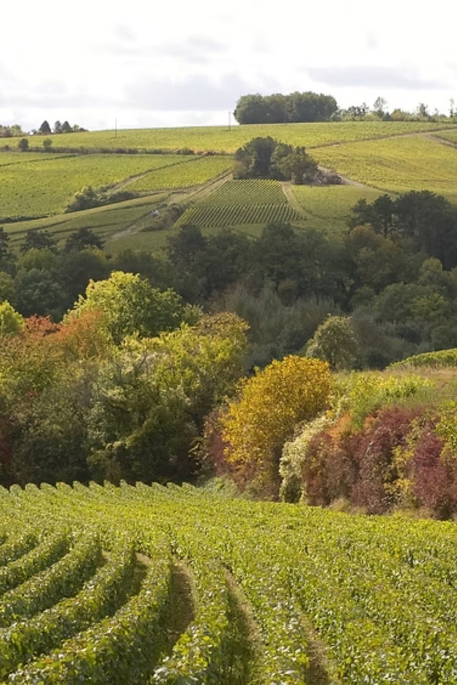 NV Clotilde Davenne 'Cremant de Bourgogne' Sparkling MAGNUM
