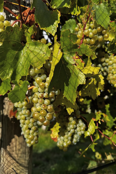 2025 Cobaw Ridge l'Altra Chardonnay