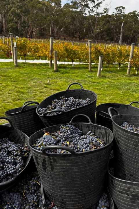 2025 Cobaw Ridge High Density Pinot Noir