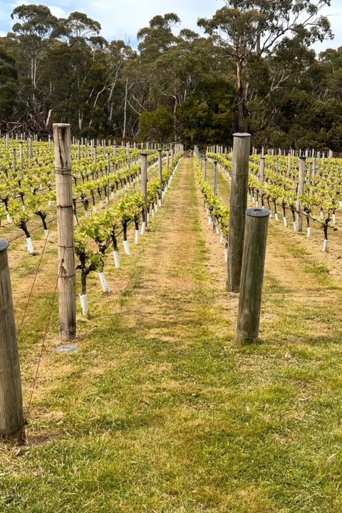 2025 Cobaw Ridge High Density Pinot Noir