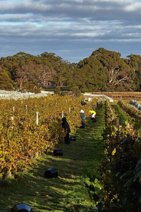 2025 Cobaw Ridge Original Pinot Noir