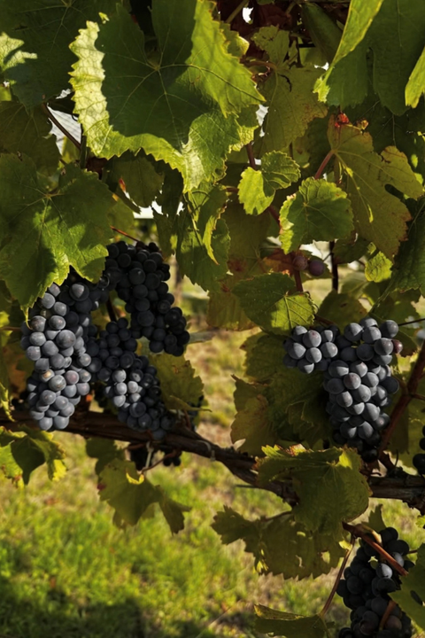 2025 Cobaw Ridge Original Pinot Noir