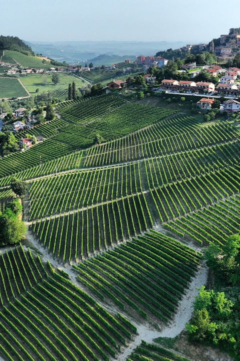2023 Diego Conterno 'Baluma' Langhe Nebbiolo