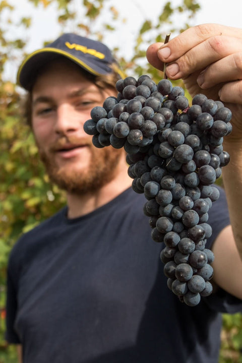 2023 Diego Conterno 'Baluma' Langhe Nebbiolo