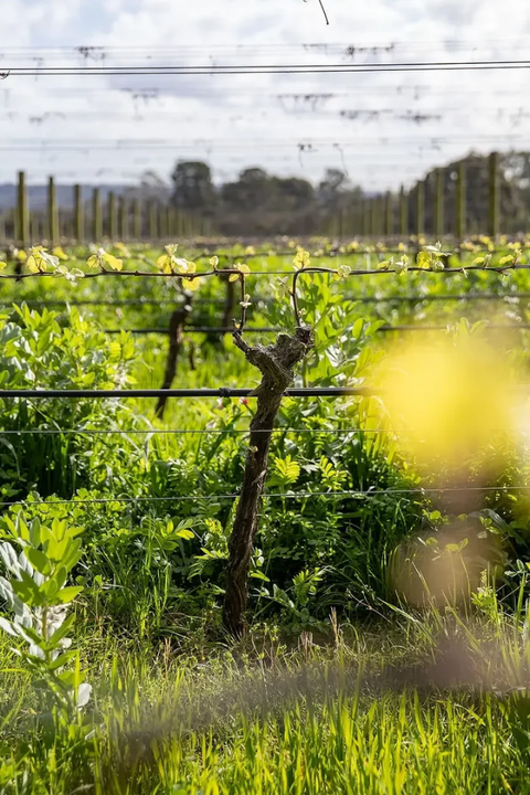2024 Crittenden Estate 'Pinocchio' Pinot Grigio