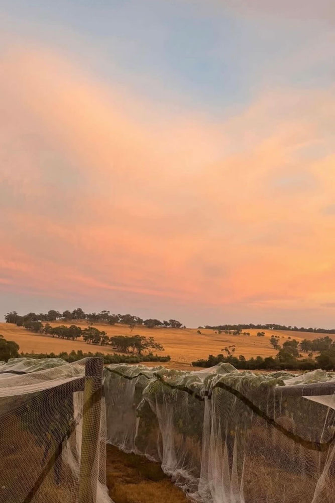 2024 DEFIALY 'Petit Rouge!!'