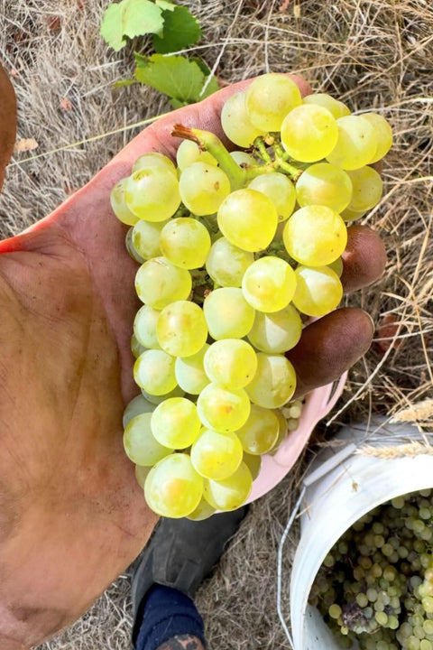 2024 DEFIALY 'Blanc!!' Chardonnay Savagnin