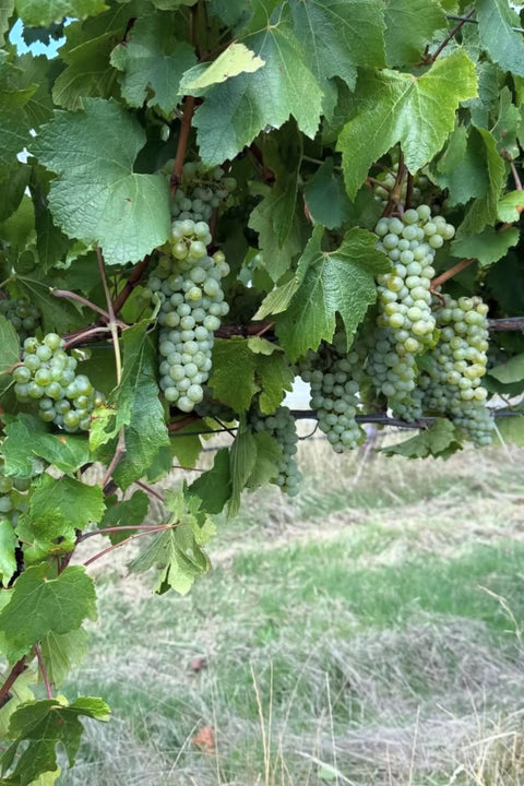 2024 DEFIALY 'Candlebark Hill' Chardonnay