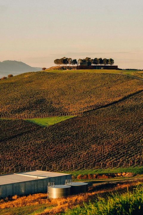 2024 Denton Shed Pinot Noir