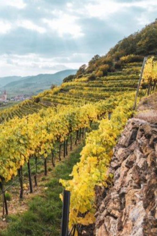 2024 Domäne Wachau 'Terrassen' Federspiel Grüner Veltliner