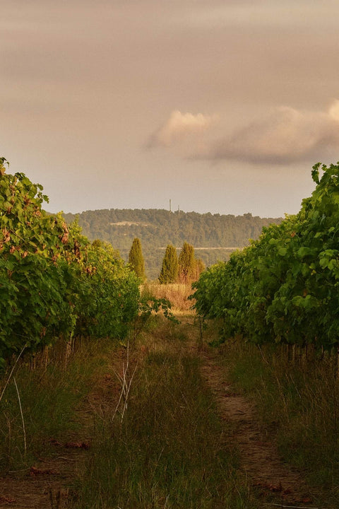 2024 Domaine Lalaurie 'Rivage Blanc' Sauvignon Blanc
