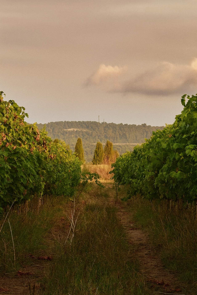 2024 Domaine Lalaurie 'Rivage Blanc' Sauvignon Blanc