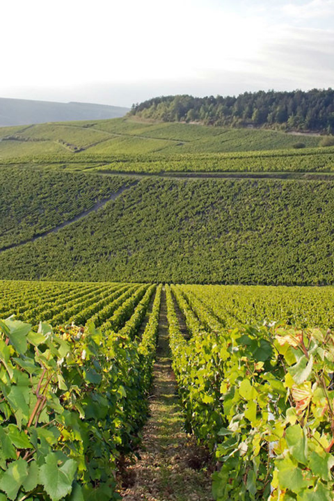2022 Gerard Duplessis Chablis