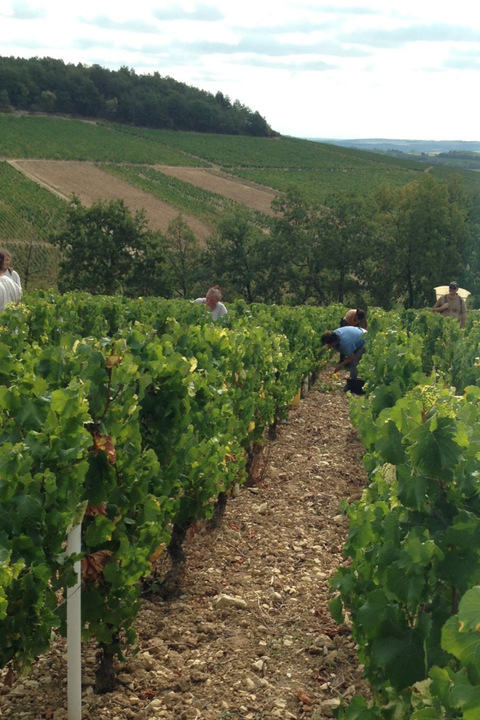 2022 Gerard Duplessis Chablis