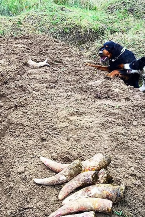 2022 Domaine Duseigneur Lirac 'Antares'