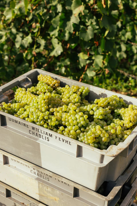 2023 Domaine William Fevre Chablis