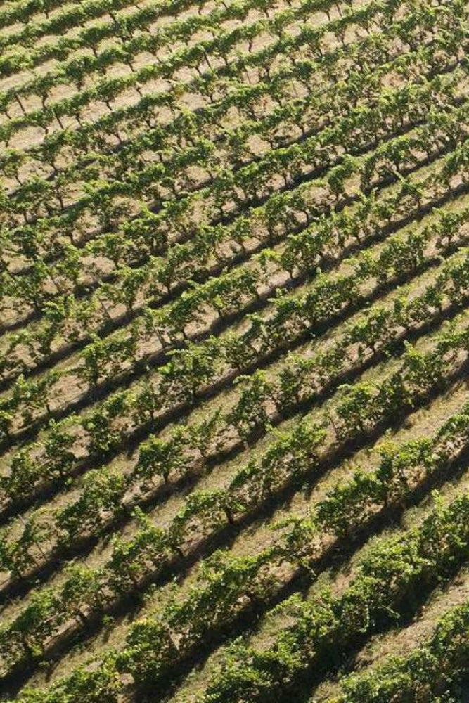 2025 Frankland Estate Riesling