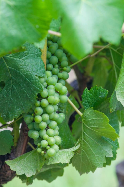 2025 Giant Steps 'Circle of Fifths' Chardonnay