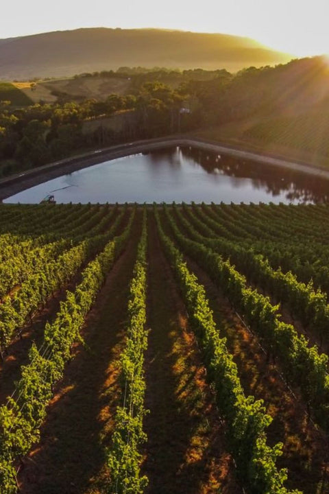 2025 Giant Steps 'Circle of Fifths' Pinot Noir