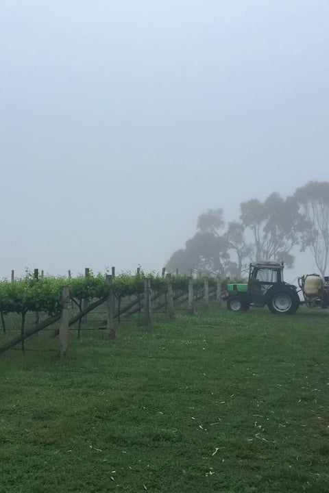 2024 Good Intentions 'Relatively Red' Shiraz