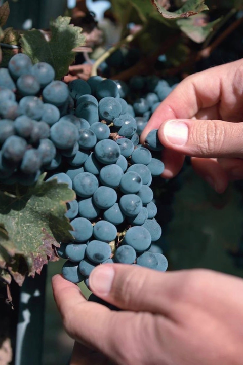 2020 Château La Fleur des Graves 'Graves de Vayres' Bordeaux